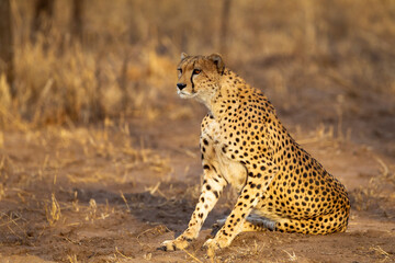 Africa, Tanzania. Portrait of an adult cheetah who spots something.