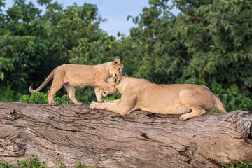 Obraz na płótnie Canvas Playing Lion Cubs. Ngorongoro National Park. Tanzania.