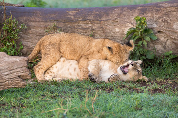 Playing Lion Cubs. Ngorongoro National Park. Tanzania.