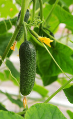 Growing cucumber plant  in the garden.