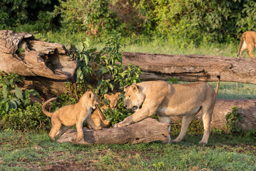 Fototapeta na wymiar Playing Lion Cubs. Ngorongoro National Park. Tanzania.