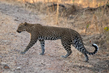 Zambia, South Luangwa. Leopard.