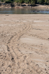 Fototapeta na wymiar Zambia, South Luangwa. Hippopotamus tracks in soft sand with hippos in the river