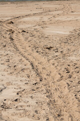 Fototapeta na wymiar Zambia, South Luangwa. Hippopotamus tracks in soft sand heading to the river.
