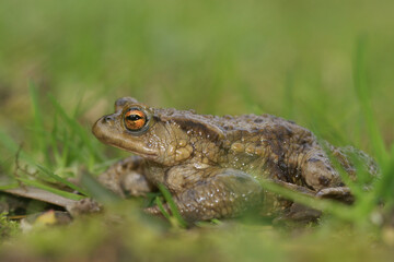 Closeup on a common European toad, Bufo bufo in the garden