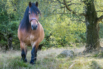 Ardenner horse in a meadow under a birch tree