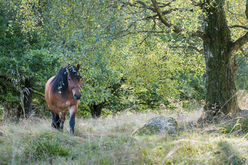 Ardenner horse walking under birch tree