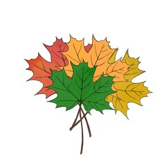 large set of colorful autumn maple leaves watercolor illustration freehand