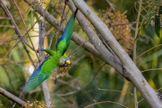 The fly of Peach-fronted Parakeet also know as Periquito-rei. Species Eupsittula aurea. It is a typical parrot of the Brazilian forest. Birdwatching. Birding. Bird lover.