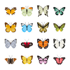 Pack of Beautiful Butterflies Flat Illustrations 

