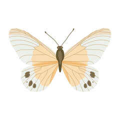 A beautiful flat illustration of cabbage white 