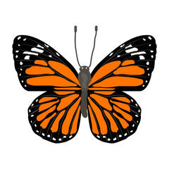 A beautiful flat illustration of cabbage white 