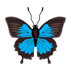 A beautiful flat illustration of cabbage white 