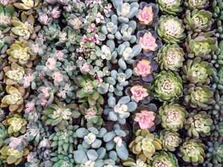 Fototapeta na wymiar China, Hong Kong. A variety of sedum on display at a flower market.