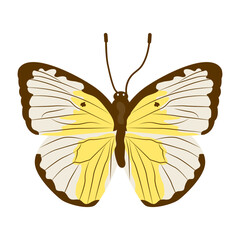 A beautiful flat illustration of cabbage white 