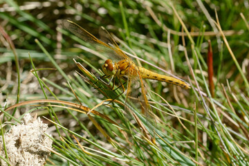 Yellow-winged darter (Sympetrum flaveolum) on the grass