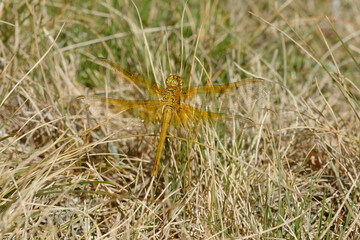 Yellow-winged darter (Sympetrum flaveolum) on the grass