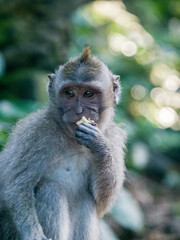 Indonesia, Bali, Ubud. Long-tailed Macaque resting in monkey forest sanctuary.