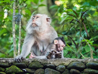 Indonesia, Bali, Ubud. Long-tailed Macaque resting in monkey forest sanctuary. - Powered by Adobe