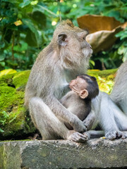 Naklejka na ściany i meble Indonesia, Bali, Ubud. Long-tailed Macaque resting in monkey forest sanctuary.