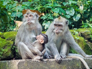 Indonesia, Bali, Ubud. Long-tailed Macaque resting in monkey forest sanctuary.