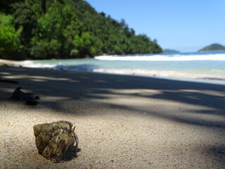 Hermit crab on the beach
