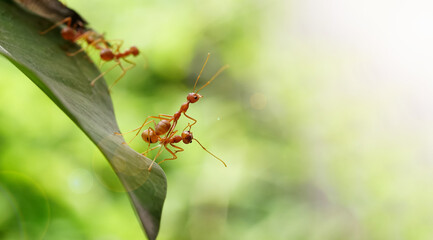 Fototapeta premium red ant action standing. Ants walk to find food on the leaves. 