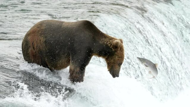 Brown Bear catches Sockeye Salmon after 3 attempts at Brooks Falls in Katmai National Park Alaska - Slow Motion,