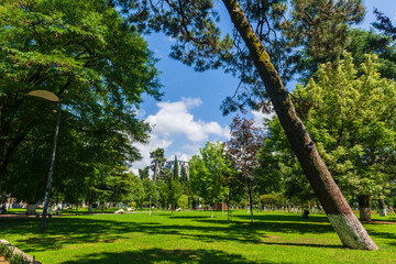 Exotic trees in the beautiful park