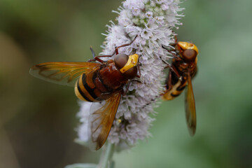 Hornet mimic hoverfly (Volucella zonaria)
