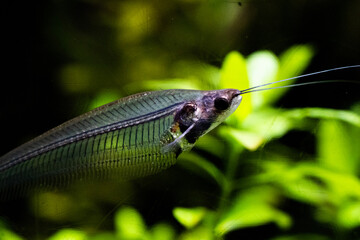 ランスルーセントグラスキャットフィッシュ　透明な　透けている魚　魚　ナマズ　Kryptopterus bicirrhis　幻想的な