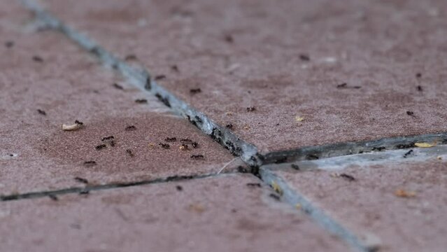 Small common black worker ants collecting food in the house. Lasius niger invasion. Dirty brown balcony floor tiles with many little insects. Home related problem concept, close-up of walking ants. 4K