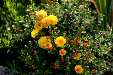 Autumn bush with yellow chrysanthemum flowers with selective focus, autumn wallpaper