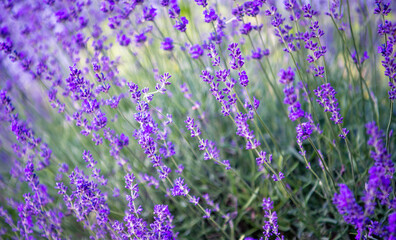 Naklejka premium Selective and soft focus on lavender flower, beautiful lavender flower in summer