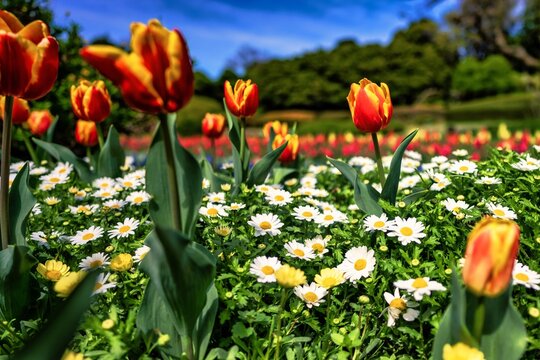 Tulip
