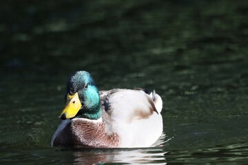 duck in water