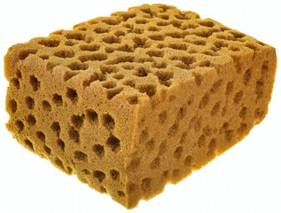 sponge isolate background 