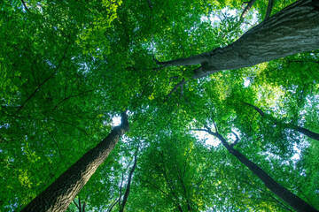 Fototapeta premium green forest background in a sunny day