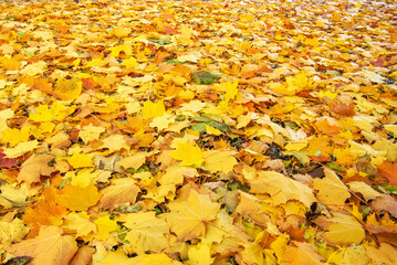 Maple leaves background