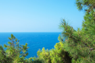 Pine tree branches with turquoise sea background, mediterranean nature