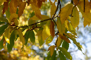Fototapeta premium Castanea sativa sweet chestnut colorful autumnal tree branches full of beautiful orange yellow green leaves