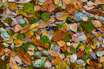 Multi-colored autumn leaves on the surface of the river close-up.