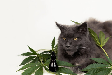 Big mainecoon cat lies on leaves of hemp. CBD oil is used in veterinary medicine as a sedative and...