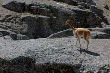 Vicuña