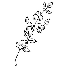 branch with berries illustration. Hand-drawn doodles illustration. Line art. Icon