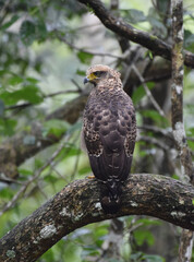 crested serpent eagle (Spilornis cheela) bird juvenile on branch