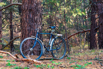 Fototapeta premium Bicycle left in the forest near the tree