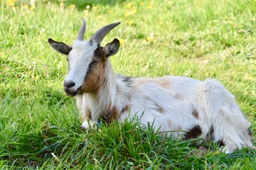 Naklejka na ściany i meble Outdoor goat farm in village