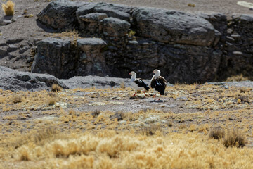 Huallata Ganzo Andino