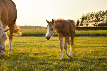 Welsh Mountain pony foal on a field at golden hour